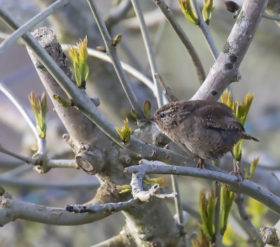 Wren