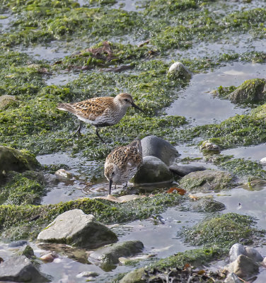 Dunlin