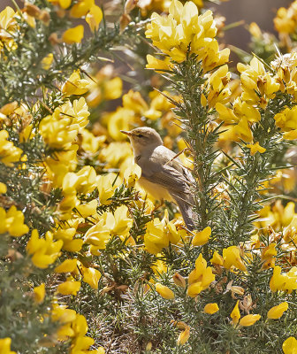 Willow Warbler