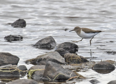 Common Sandpiper