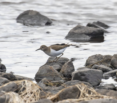 Common Sandpiper