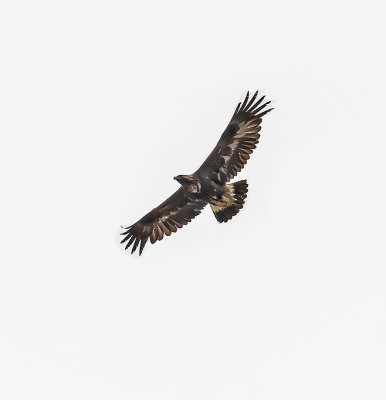 Golden Eagle