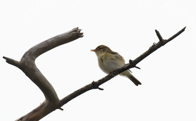 Willow Warbler