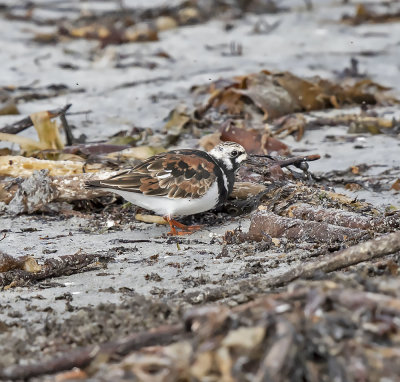 Turnstone