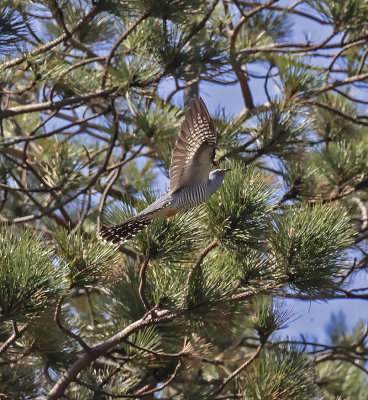Cuckoo