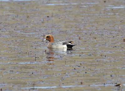 Wigeon