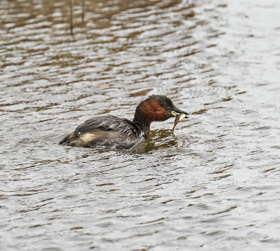 Little Grebe