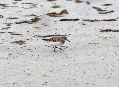 Sanderling