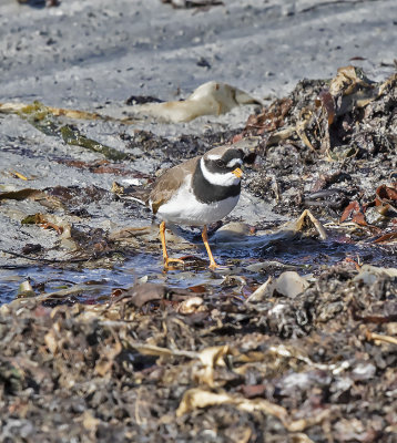 Ringed Plover