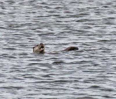 Otter