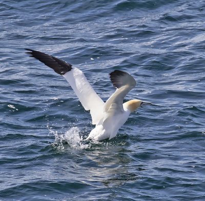 Gannet