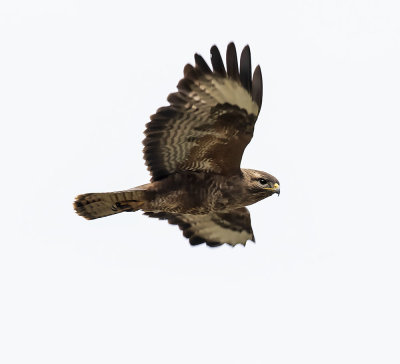 Buzzard
