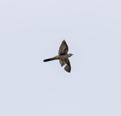 Cuckoo