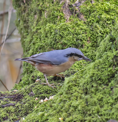 Nuthatch
