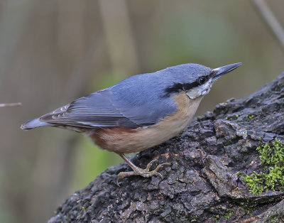 :: Nuthatch  ::