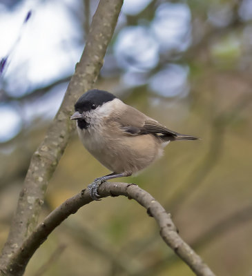 Marsh Tit
