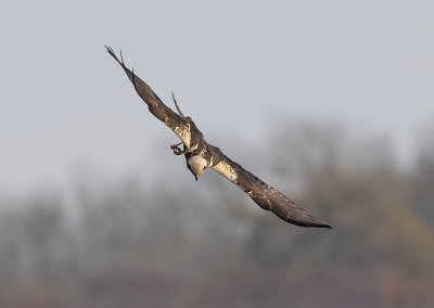 Marsh Harrier