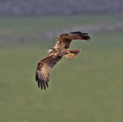 Marsh Harrier