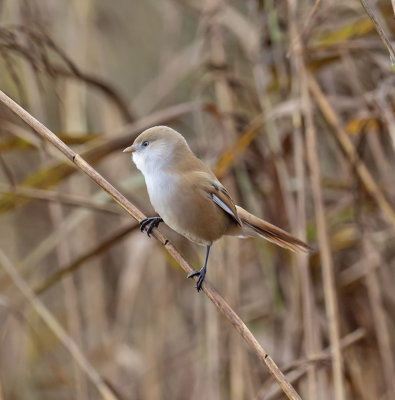 :: Bearded Tit ::