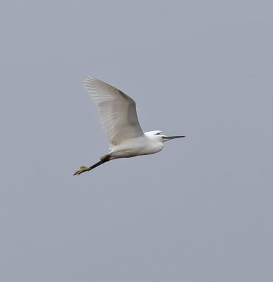 :: Leighton Moss November 2019 ::