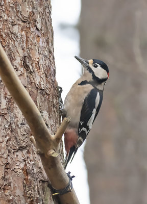 :: Great Spotted Woodpecker ::