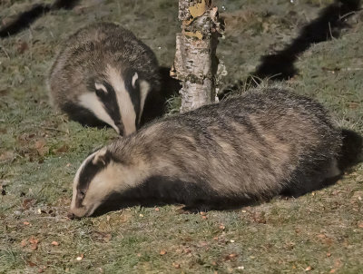 Badger x 2