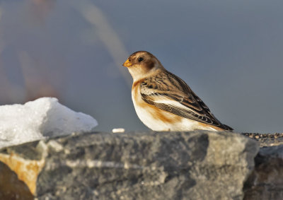 Snow Bunting