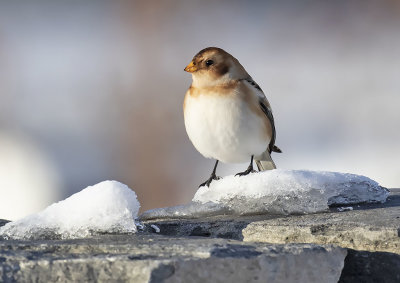 Snow Bunting