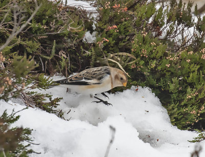 Snow Bunting