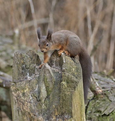 Red Squirrel