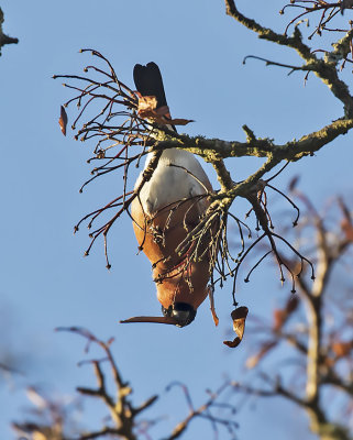 :: Bullfinch ::