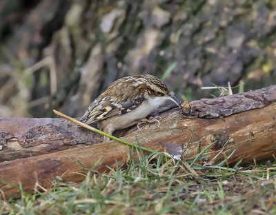 Tree Creeper