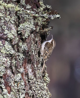 :: Treecreeper ::