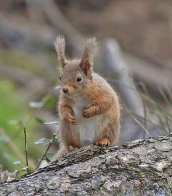 Red Squirrel