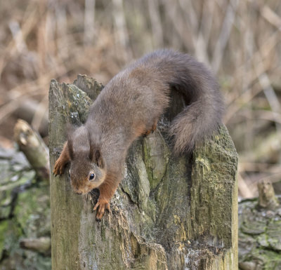 Red Squirrel