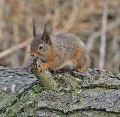 Red Squirrel
