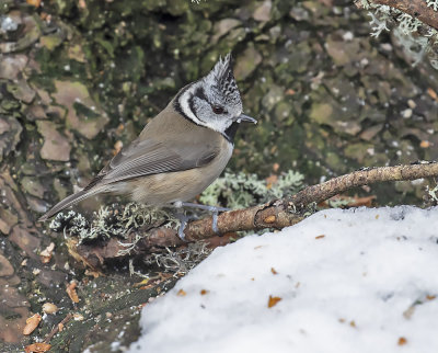 :: Crested Tit ::