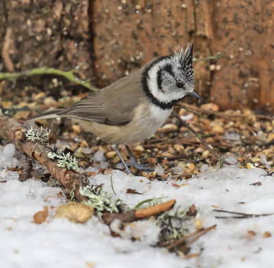 :: Crested Tit ::