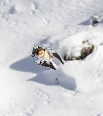 :: Snow Bunting ::