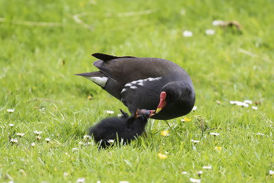 Moorhen and Chick