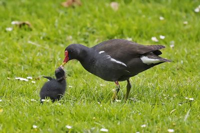 Moorhen and Chick