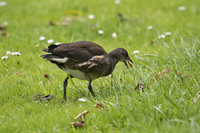 : Moorhen ::