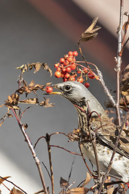 :  Fieldfare ::