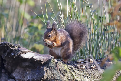 Red Squirrel