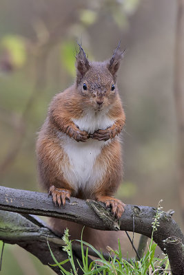 Red Squirrel