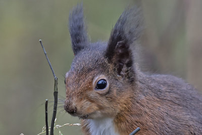 Red Squirrel