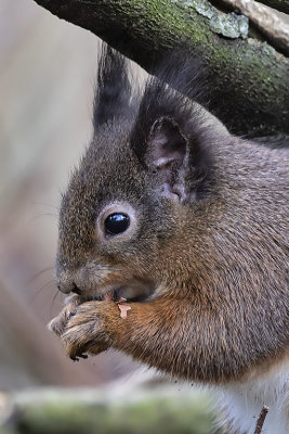 Red Squirrel