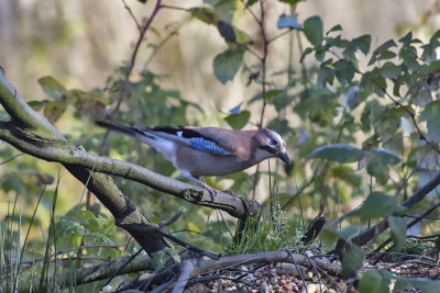 Jay