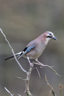 Jay