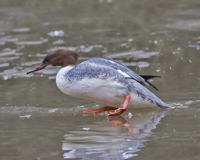 Goosander